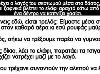 Ανέκδοτο: Τρέχει ο λαγός tου σκοτωμού στο δάσος, ξαφνικά βλέπει το ελάφι αραχτό να καπνίζει χασίσι