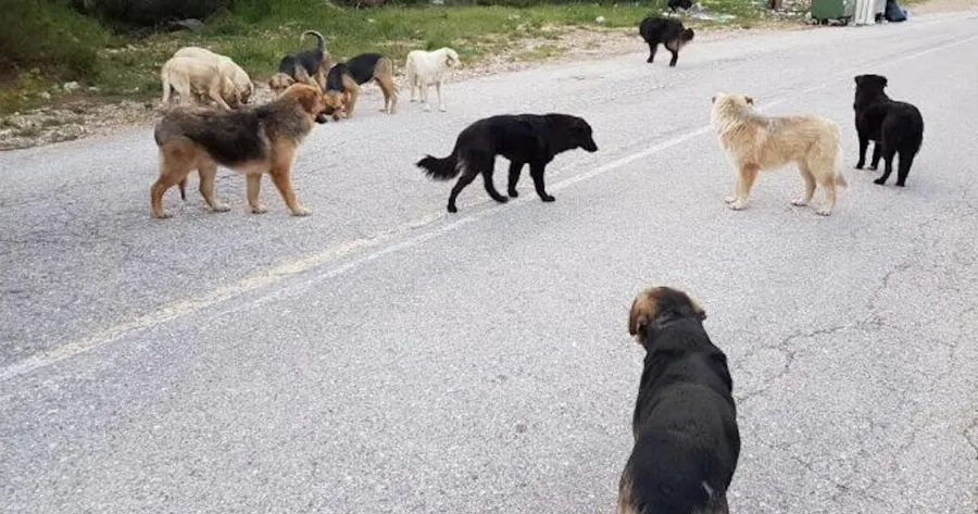 Πως να αντιδράσετε αν δεχθείτε επiθεση από αγέλn σκύλων